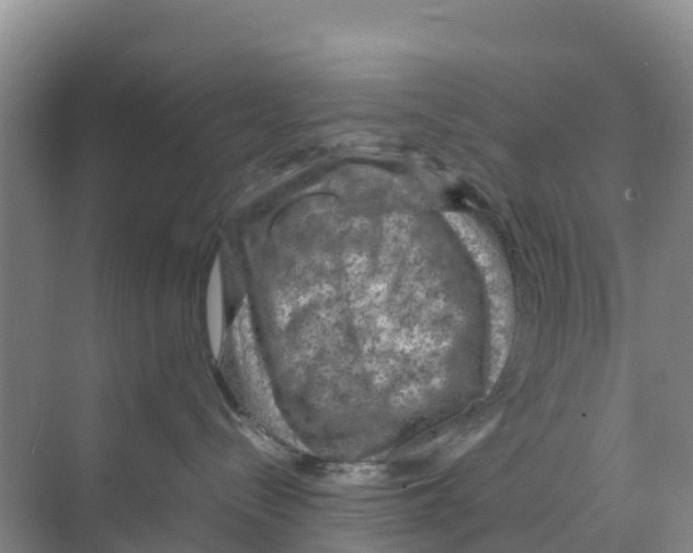 X0000070190288200606232021