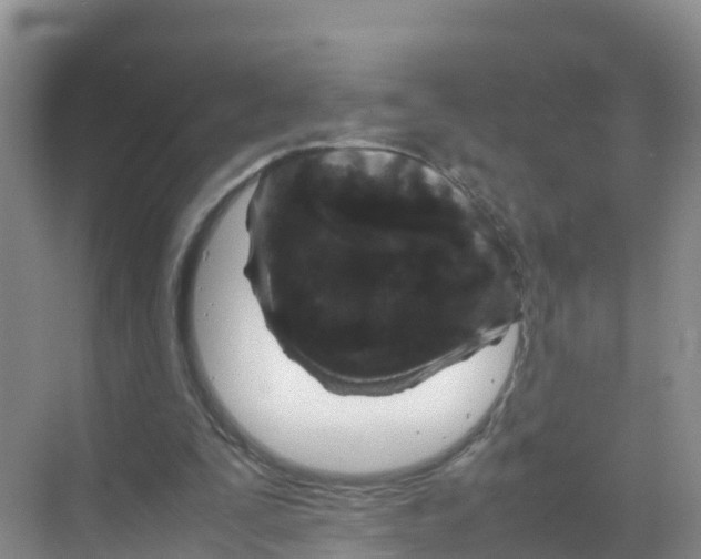 X0000070190295200606232020