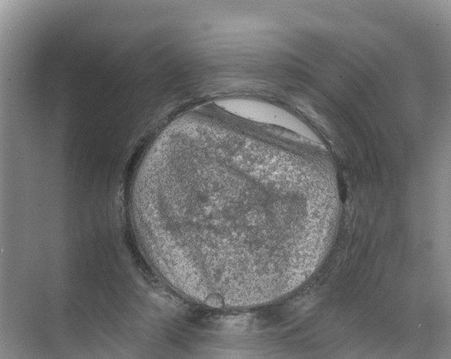 X0000070190306200606232019