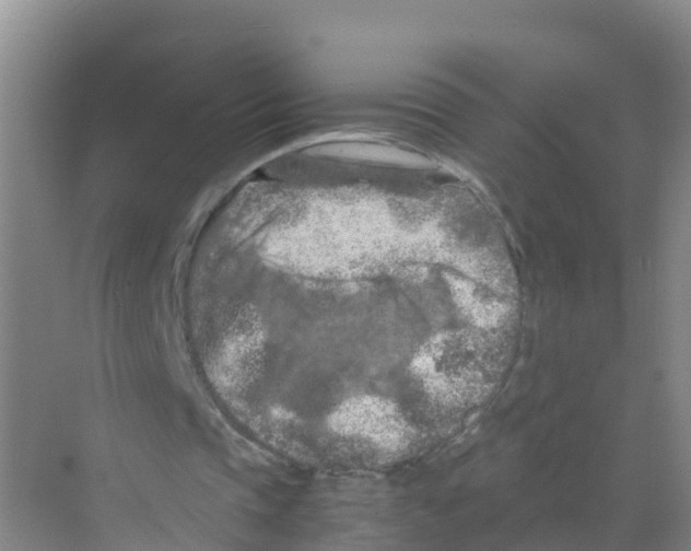 X0000070190337200606232018