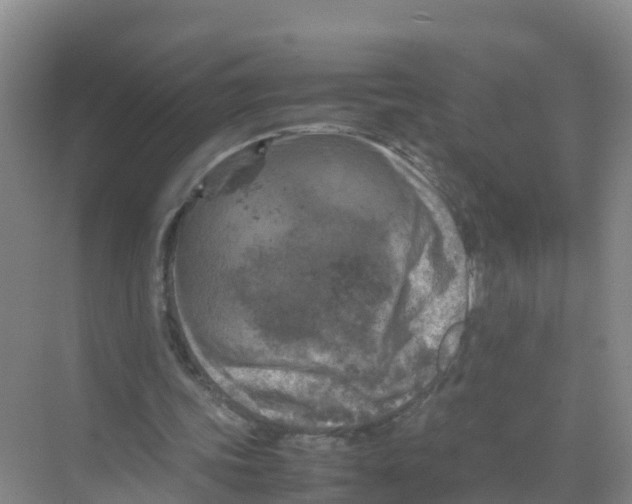 X0000070190339200606232018