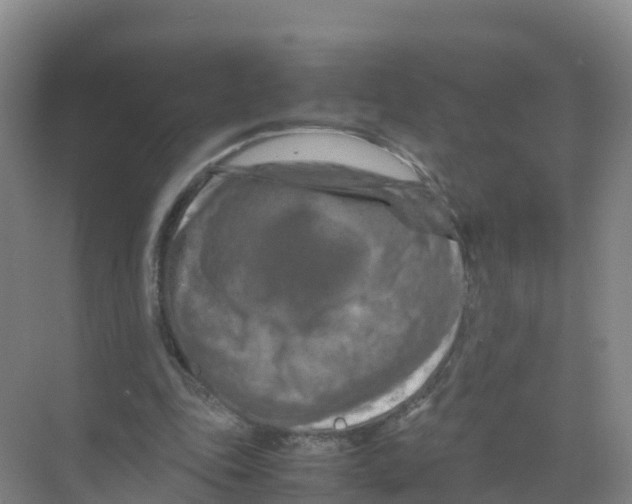 X0000070190343200606232018