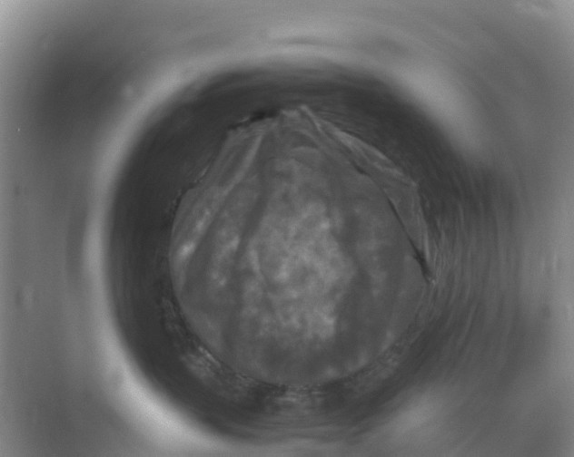 X0000070190383200606232019