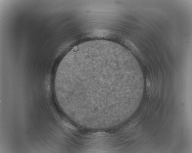 X0000070190396200606232018