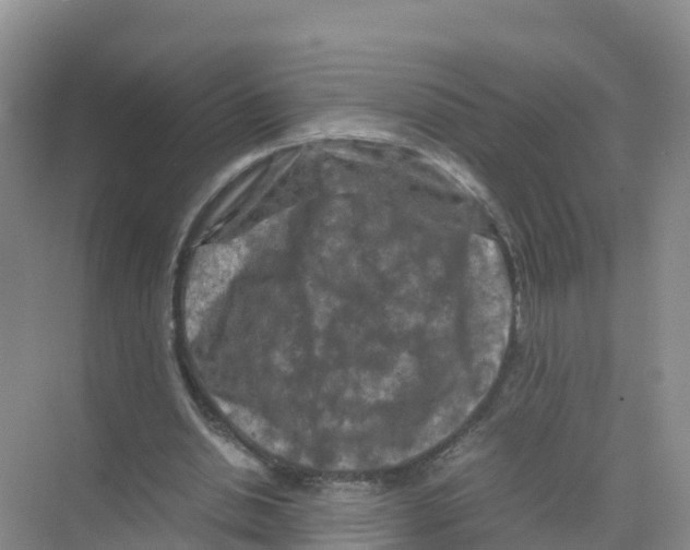 X0000070190438200606232017