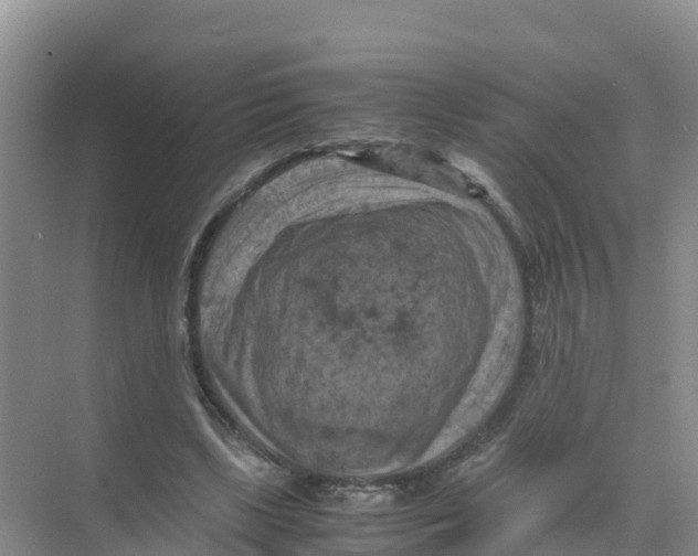 X0000070190443200606232017