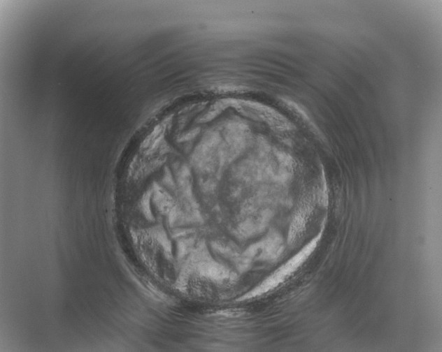 X0000070190447200606232017