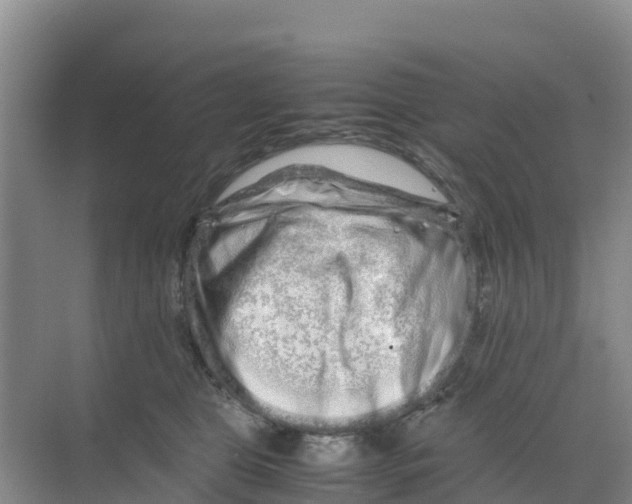 X0000070190469200606232017