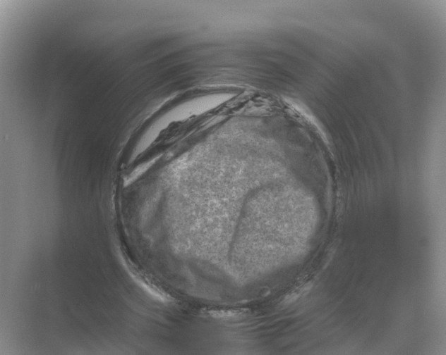 X0000070190533200606232015