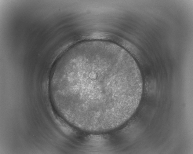 X0000070190534200606232015