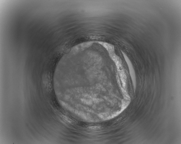 X0000070190653200606232014