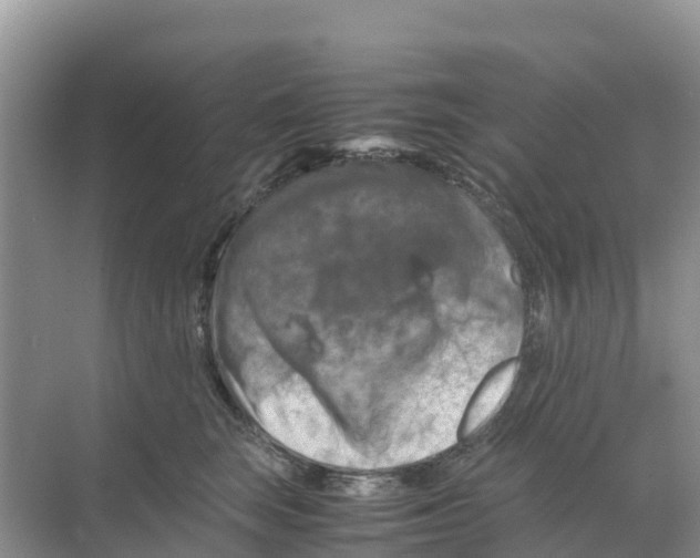 X0000070190663200606232014