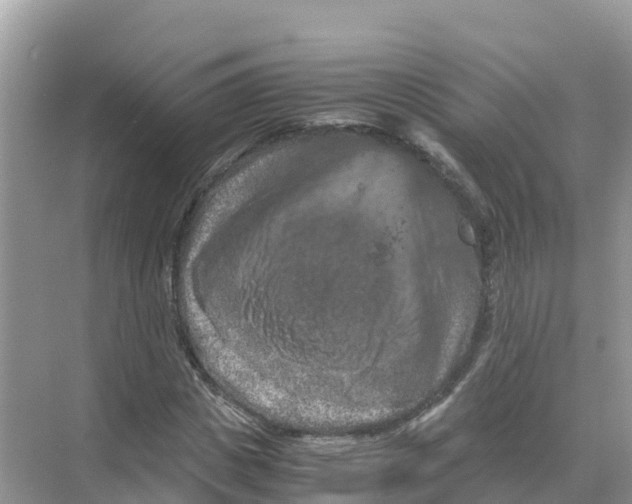 X0000070190825200606232010