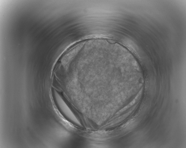 X0000070190844200606232010