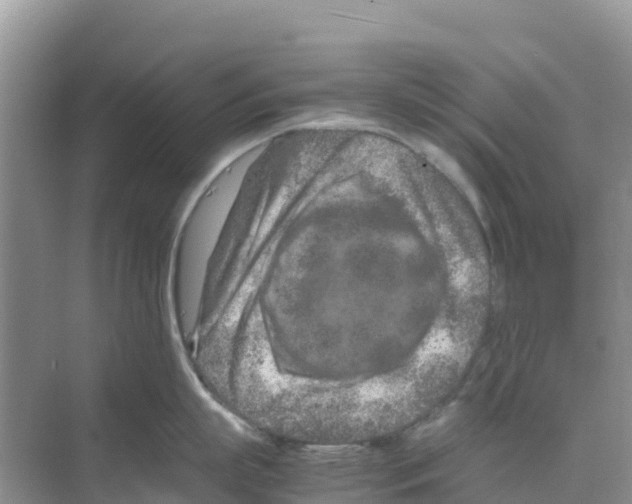 X0000070190863200606232011