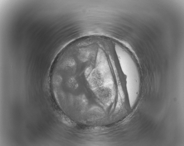 X0000070190879200606232010