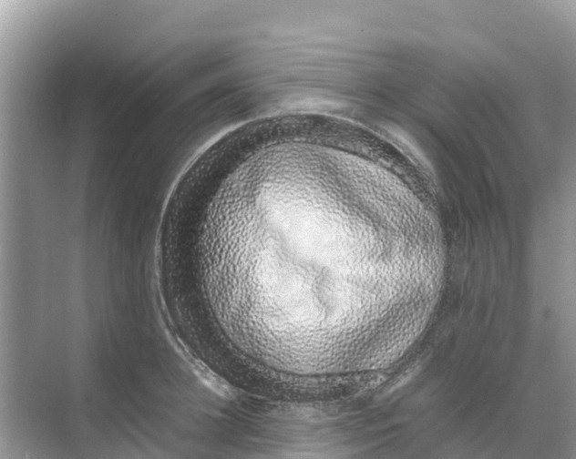 X0000070190948200606232009