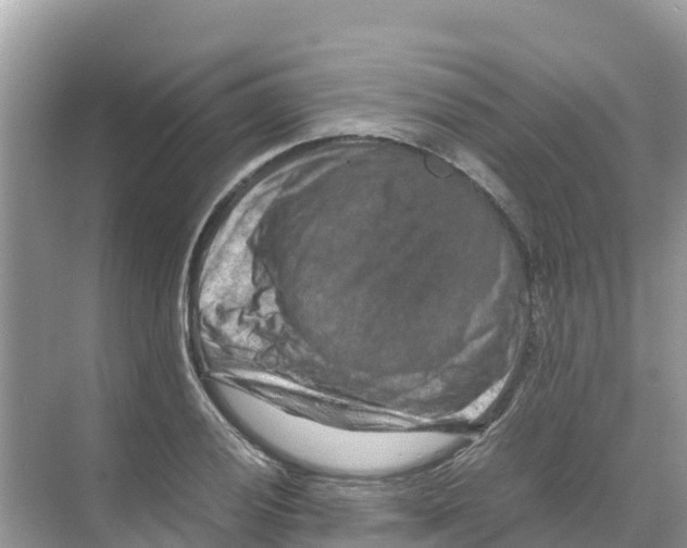 X0000070191028200606232007