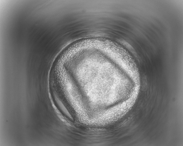 X0000070191039200606232007