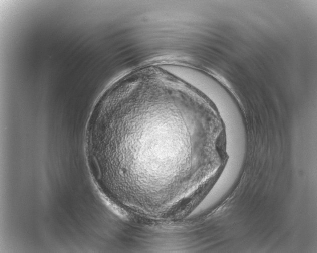 X0000070191042200606232007