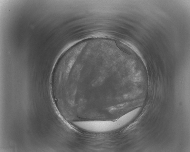 X0000070191045200606232007