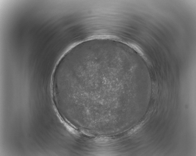 X0000070191046200606232007