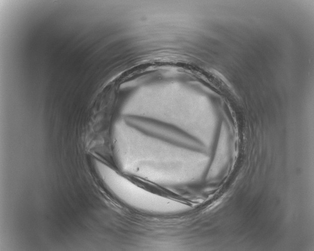 X0000070191065200606232007