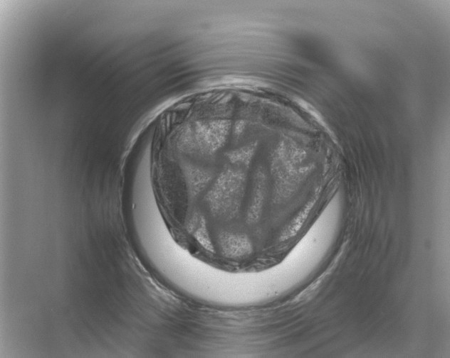 X0000070191066200606232007