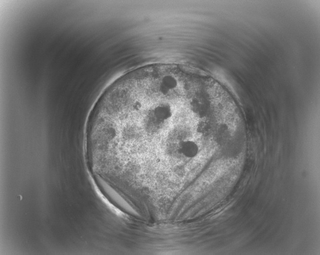 X0000070191095200606232006