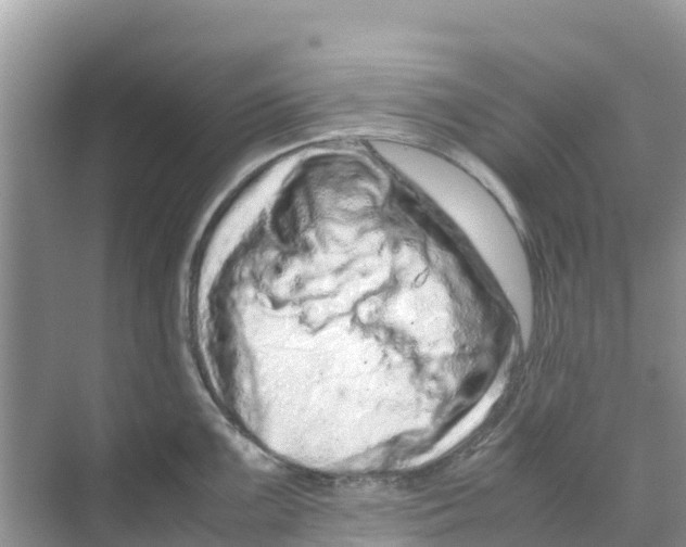 X0000070191099200606232006