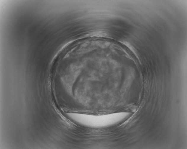 X0000070191115200606232005