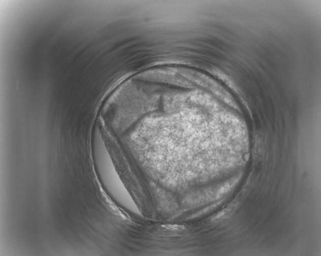 X0000070191137200606232006