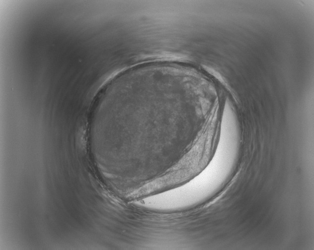 X0000070191163200606232005