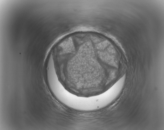 X0000070191175200606232005