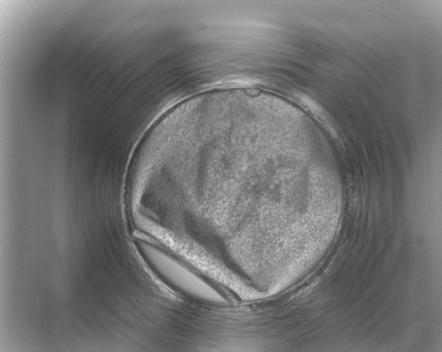 X0000070191186200606232005