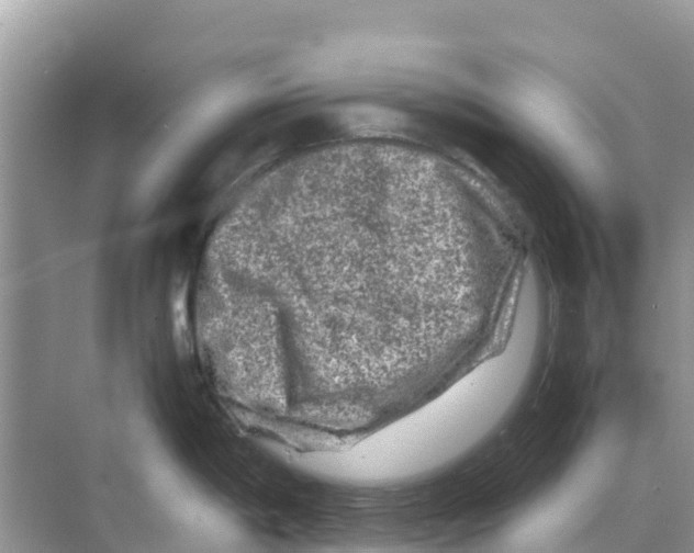 X0000070191198200606232004