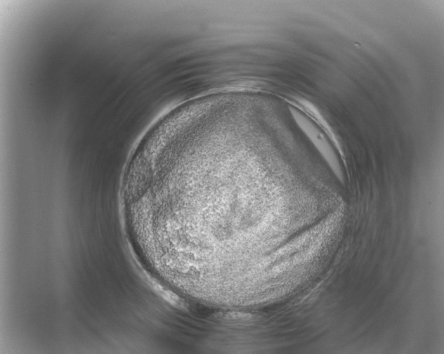 X0000070191235200606232004