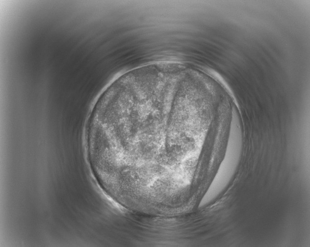 X0000070191243200606232004