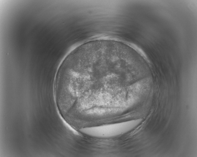 X0000070191247200606232004