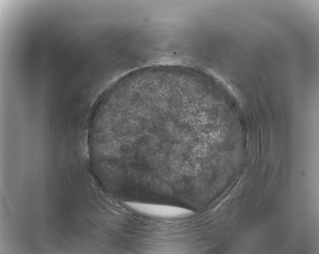 X0000070191262200606232003