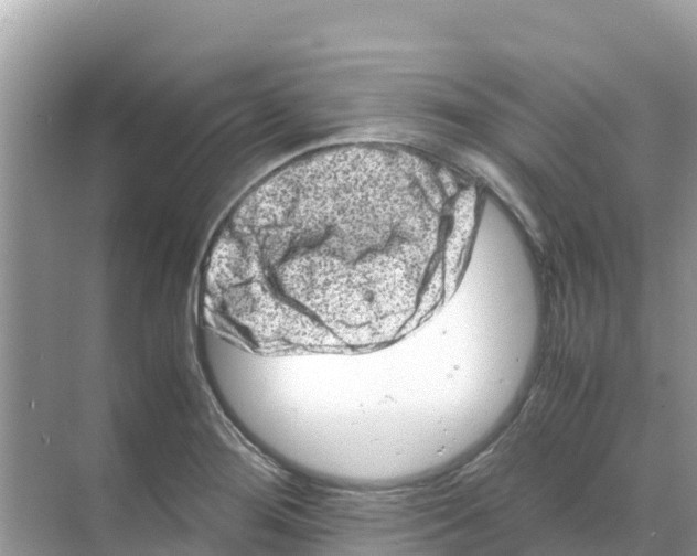 X0000070191276200606232003