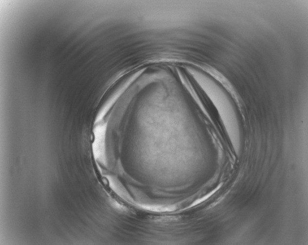 X0000070191337200606232003