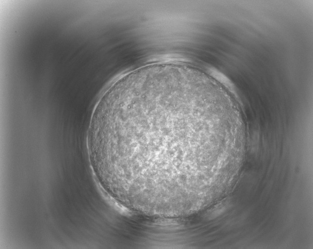 X0000070191338200606232003