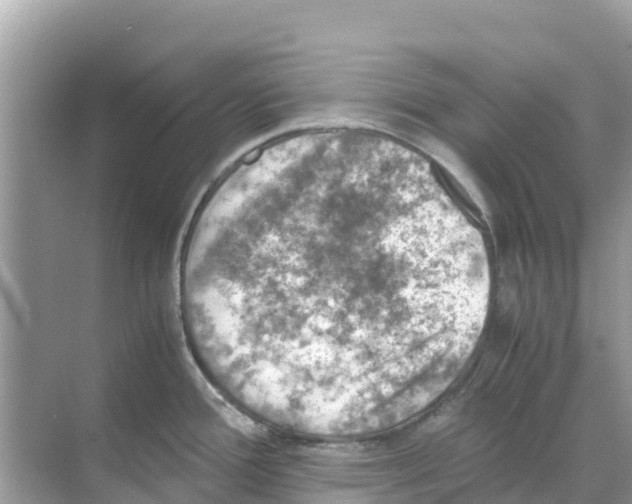 X0000070191388200606232001