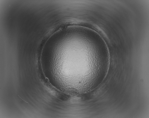 X0000070200257200605261233