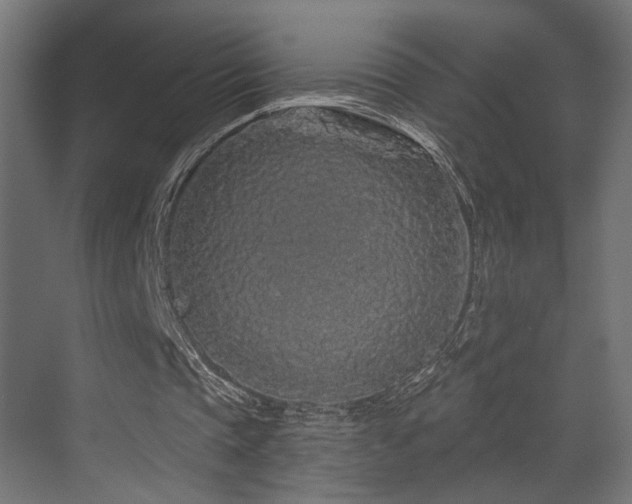 X0000070200337200605261232