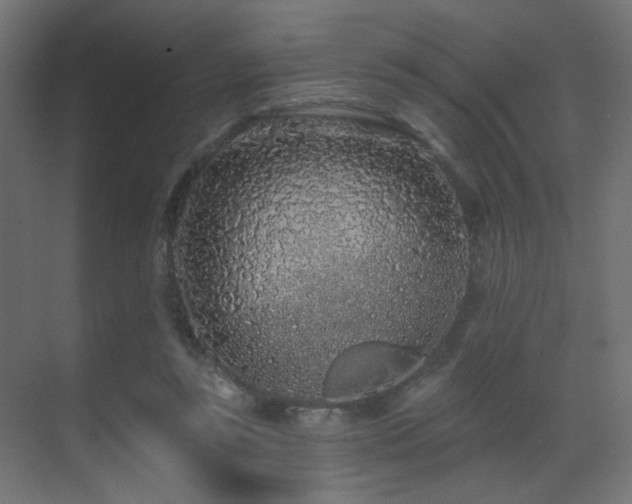 X0000070200355200605261232