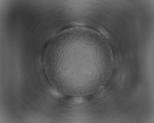 X0000070200377200605261232