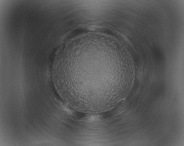 X0000070200569200605261229