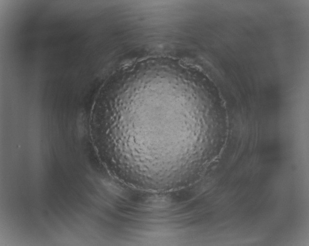 X0000070200659200605261227